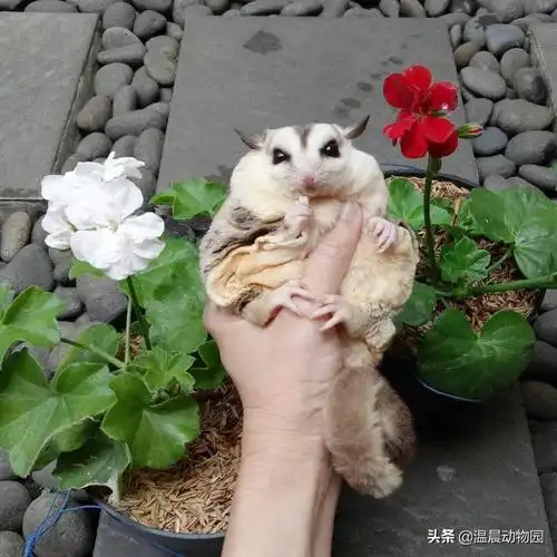 蜜袋鼯的饲养指南:胖胖的蜜袋鼯很可爱,过度肥胖并不是好事,健康才最