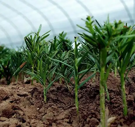 问苗带你了解曼地亚红豆杉的奥秘