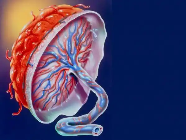 胎盘是什么样子胎盘形成过程图