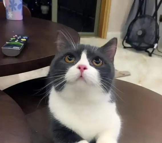 英短猫的性格天生亲人,友善,喜欢跟人玩耍.