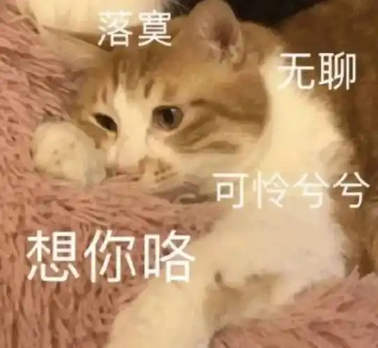 情侣日常聊天表情包