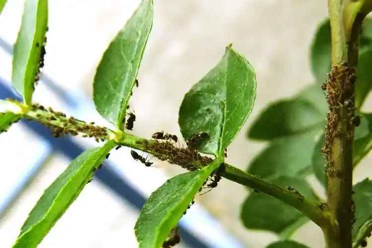 蚜虫的天敌 《小黑蚂蚁》