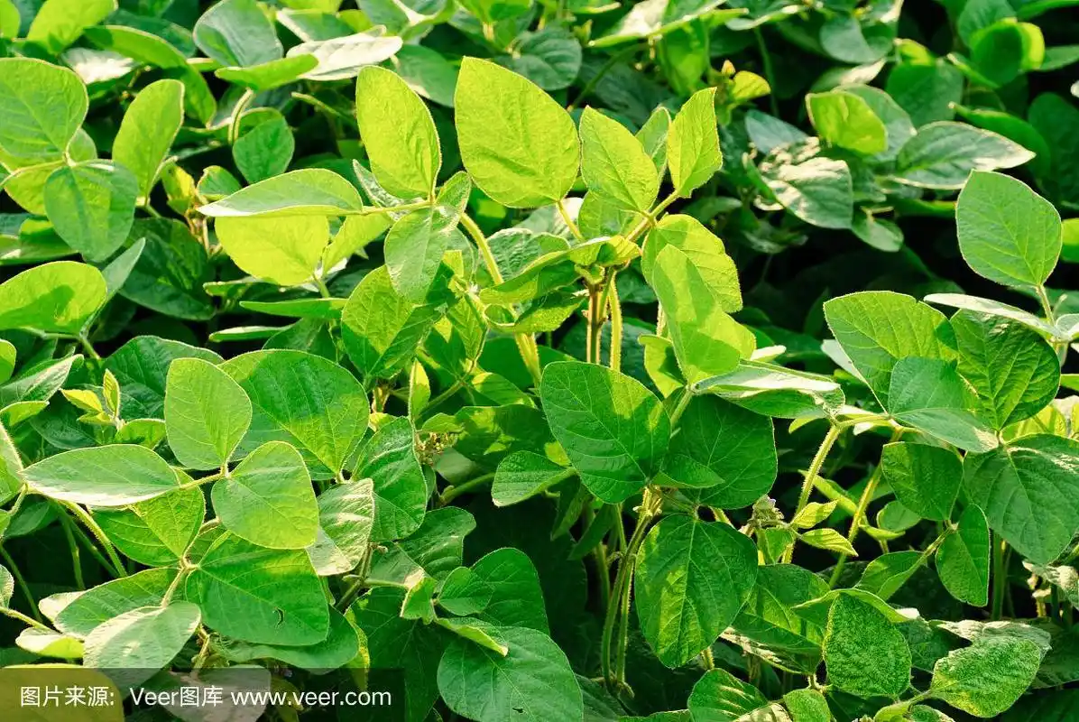 绿色大豆植物的叶片在耕作的田地