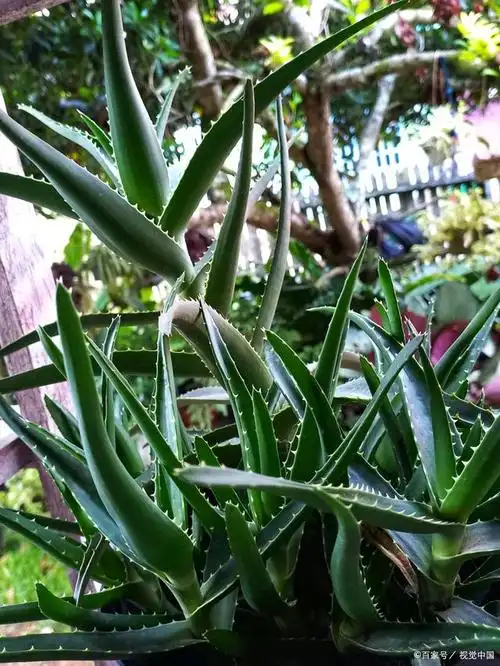 你肯定不知道芦荟还有这些功效,关键时刻还能救急