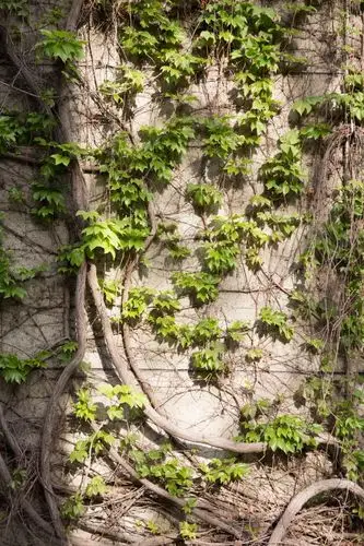 司藤是你吗?司藤