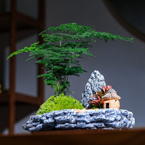 文竹组合盆栽小清新竹子室内办公室禅意茶桌小清新绿植盆景微景观