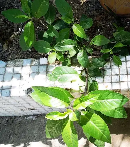 神奇的金鸡毛草