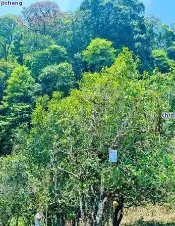 茶树王冰岛五寨-冰岛老寨的茶王树年龄