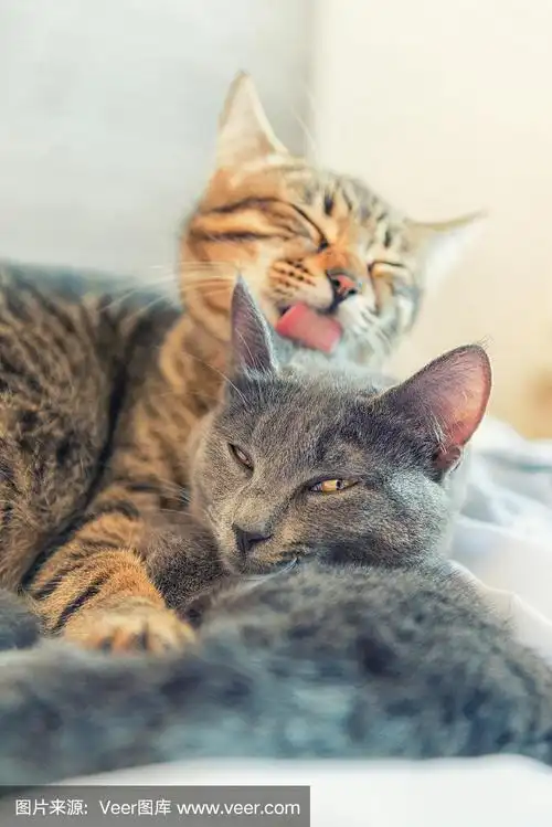 两只猫互相拥抱