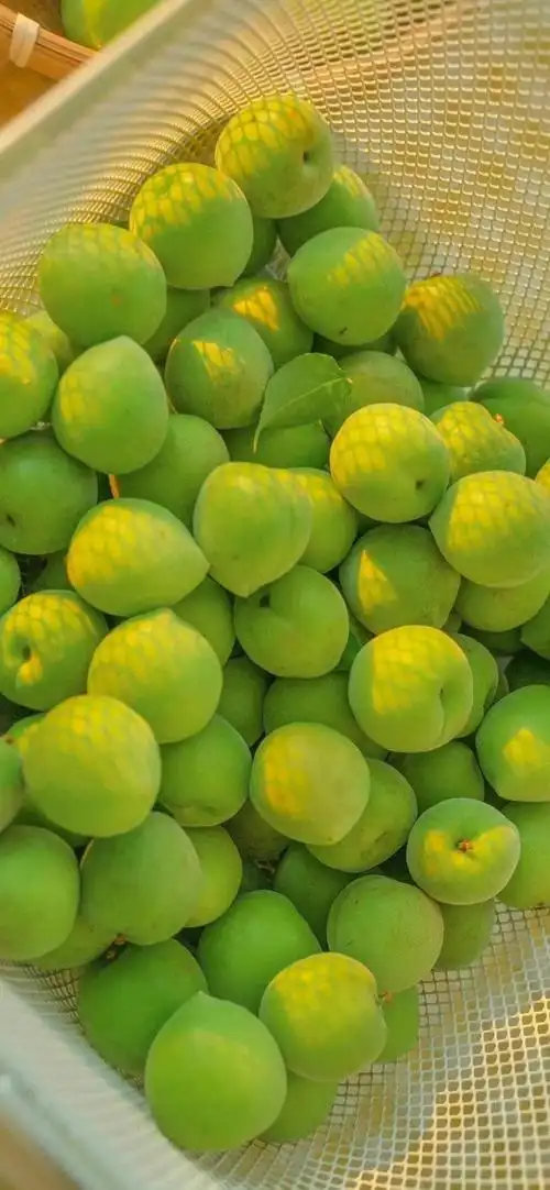 壁纸 矢量 水果 小果 植物 700_1515 竖版 竖屏 手机