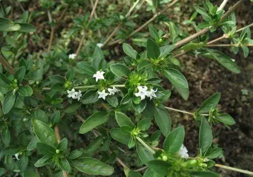 白马骨的功效与作用