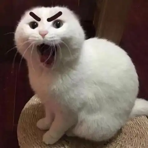 动物头像图片逗比 动物头像图片大全 -【爱个性】