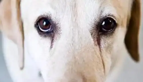 狗狗有泪痕怎么办,狗狗有泪痕怎么解决(兽医提醒:狗狗泪痕严重)_犇涌