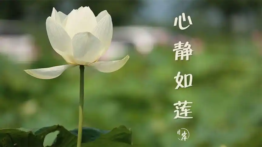 心静如莲|国家一级美术师刘凯焰书法作品创作实拍《心静如莲》