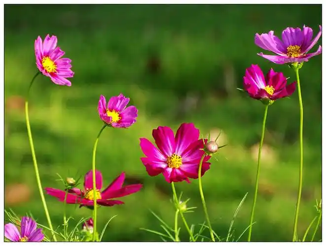 多姿多彩的秋英花-风景照-19摄区-杭州19楼