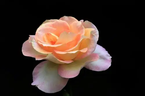 金色年华,美不胜收!_金色年华作品集