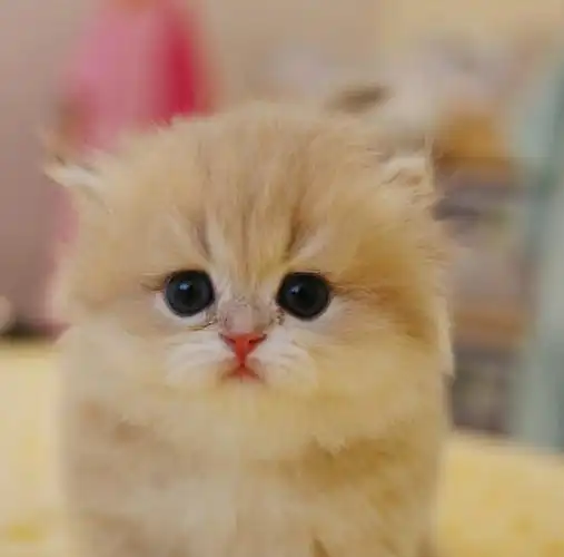 没有人可以抵挡这么可爱的小奶猫