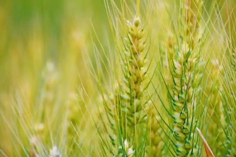 成熟的麦穗原创拍摄