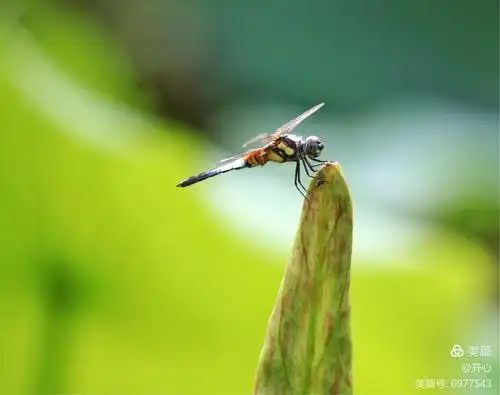 蜻蜓立荷叶
