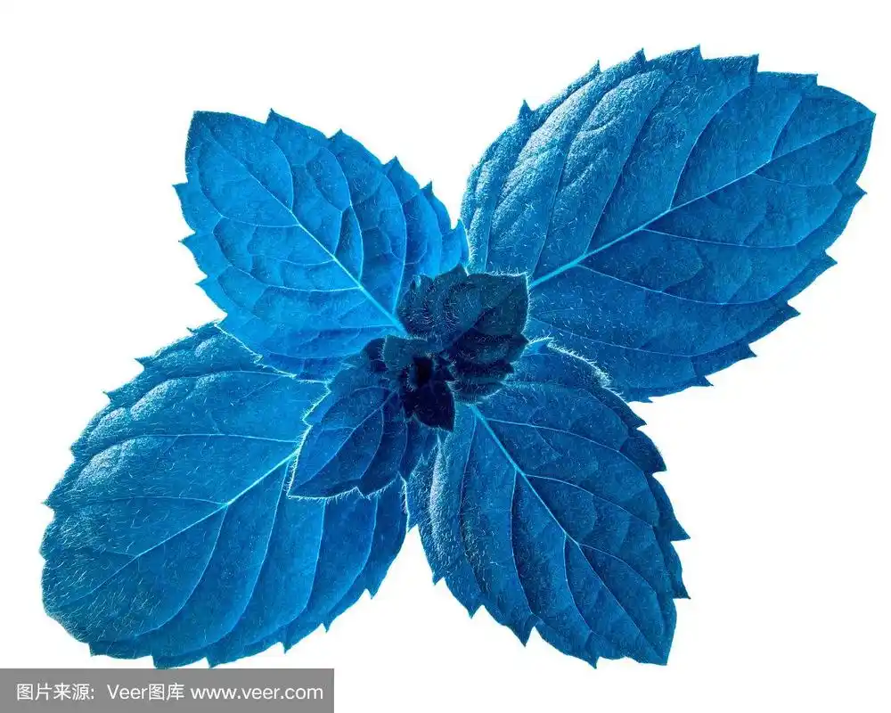 胡椒薄荷,蓝色,超轻型飞机,叶子,薄荷叶