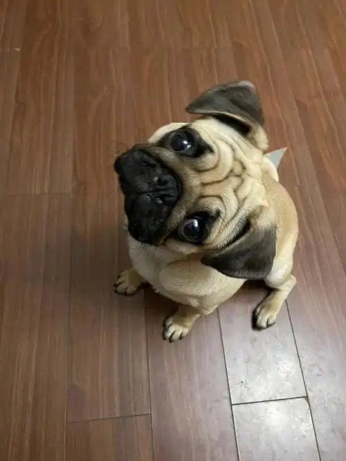 99的连环歪头杀