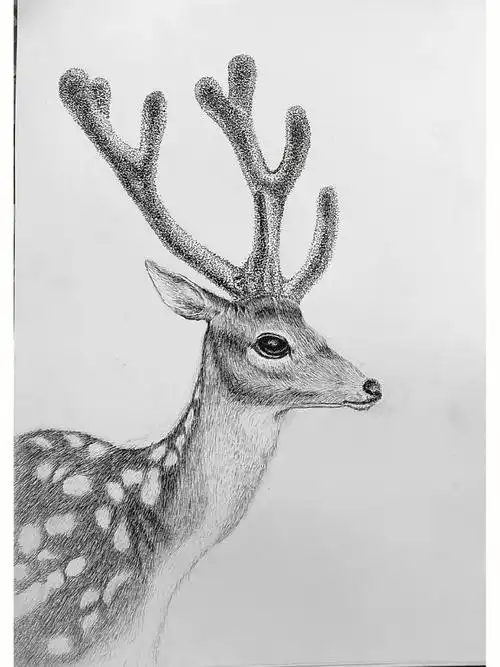 插画作业勾线笔手绘动物梅花鹿原创