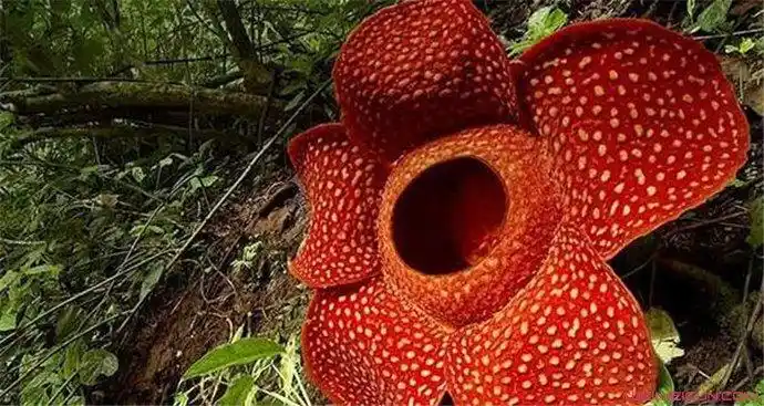 世界上最恐怖的花有哪些 尸臭花名副其实气味其臭无比