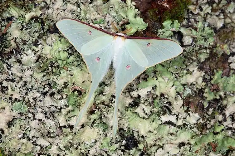 姬长尾水青蛾actias neidhoeferi ong & yu