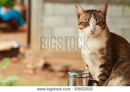 潮汕人说的白鼻猫鼻子是白色的吗