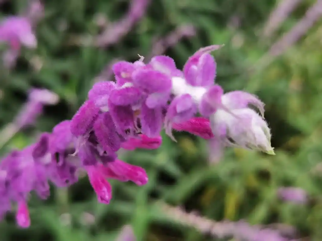 好看的花花:墨西哥鼠尾草 墨西哥鼠尾草的花语寓意: 1,善良 - 抖音