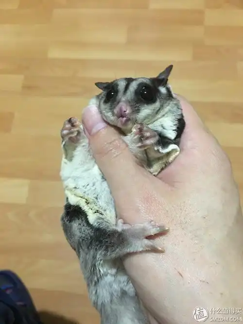 进阶的蜜(蜜袋鼯)奴_值客原创_什么值得买