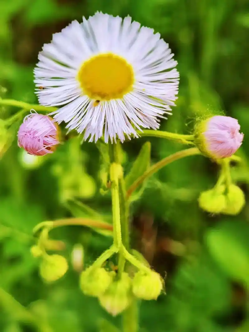 《野花春飞蓬》#手机摄影 #原创 #一花一草一世界 #记录真 - 抖音