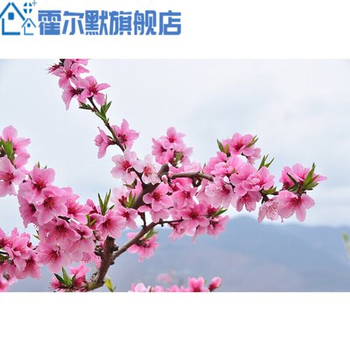 桃花海报田园光壁画 桃花贴画自然美景景挂画 房间装饰贴墙画 x02 横