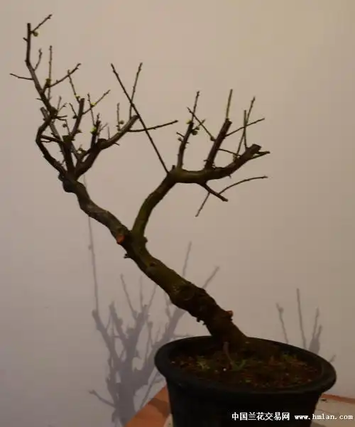 金钱绿萼梅-盆景园艺-中国兰花交易网社区