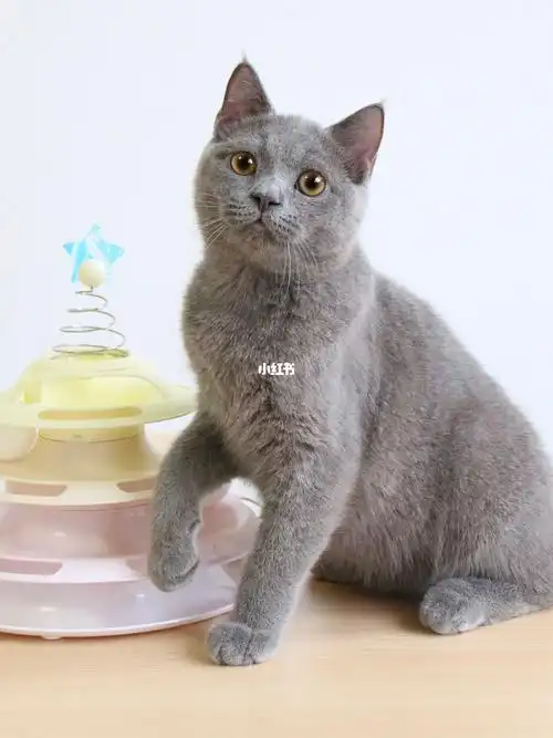 可爱粘人纯蓝英短弟弟蓝猫宝宝