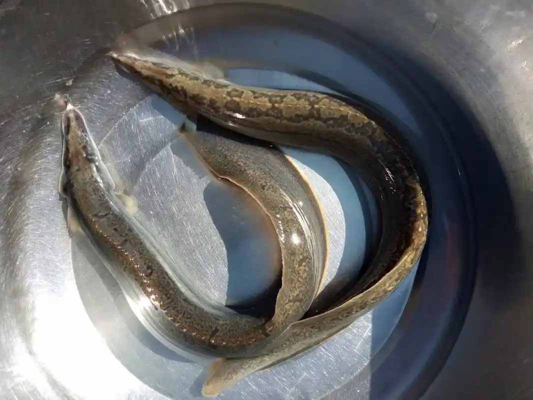 刀鳅 人工养殖 3-5cm 50-60尾/公斤