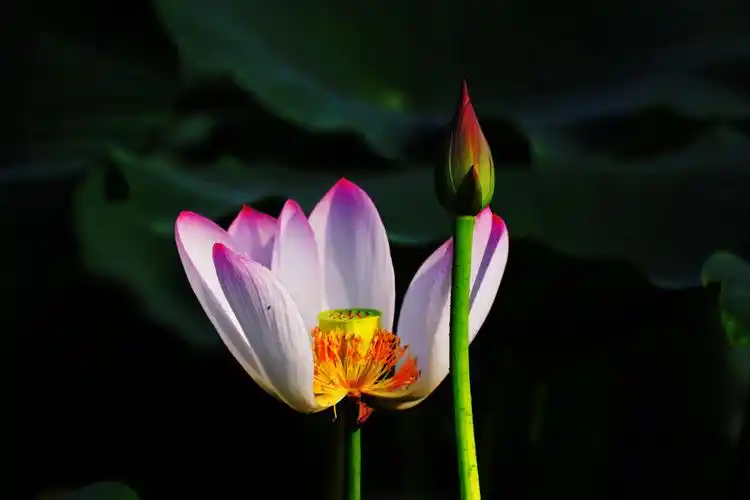 荷香荷韵-----之二 第 1 幅