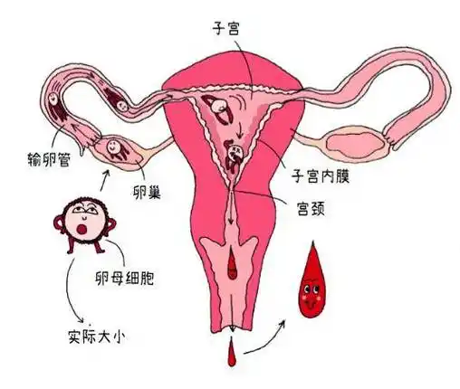 在性行为中,男女生殖器官结合,精子就可能进入女性身体,尝试与卵子