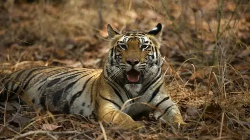 老虎壁纸【22】