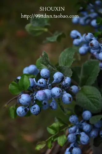 高档仿真薄荷叶盛夏观叶植物果实蓝莓小浆果拍摄影道具花艺花材