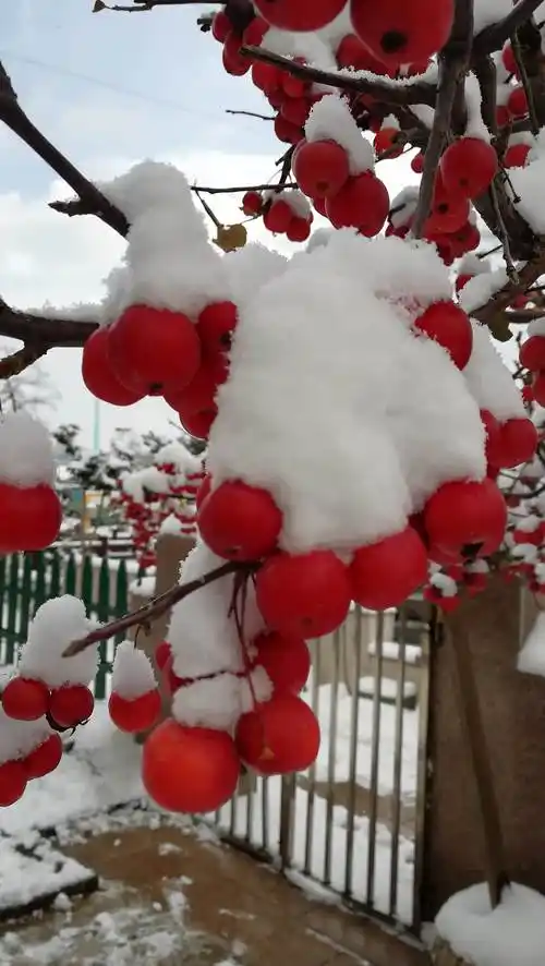 长寿果海棠——冬日里的红红火火!