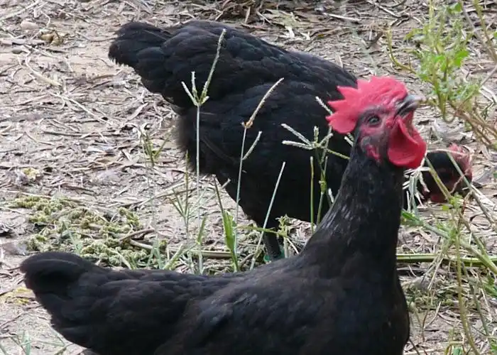 广泰野山鸡 联合牧场黑羽母鸡