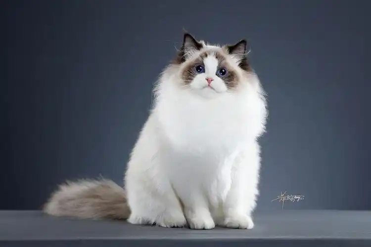 "猫中仙女"的布偶猫,便便比较臭!怎么解决?