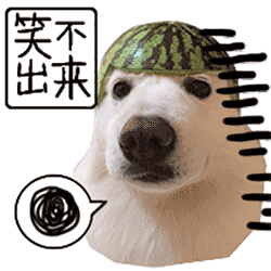 萌宠 西瓜皮 小狗 笑不出来