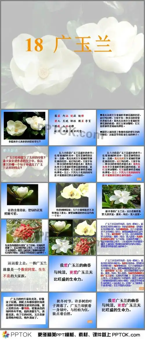 18广玉兰学案课件2ppt
