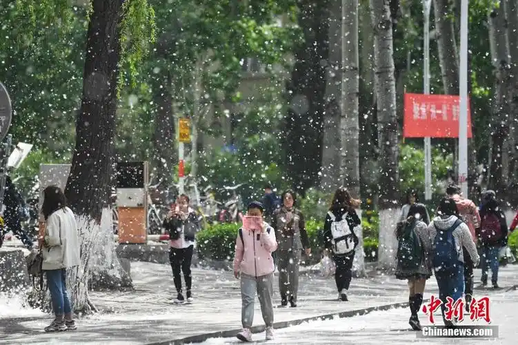 山西太原杨絮柳絮纷飞如雪
