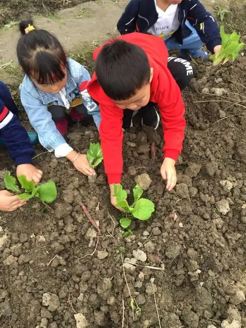 把课堂搬到小农场永和镇幼儿园引导孩子们快乐种植