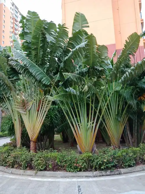 园林壮美旅人蕉,飒爽向上入云霄. 开屏恰似巨型扇,又如花伞万千条.