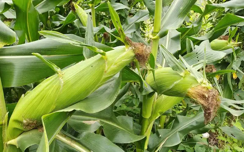 种植玉米有技术,玉米地里撒一撒,玉米高产不倒伏,一起学学吧