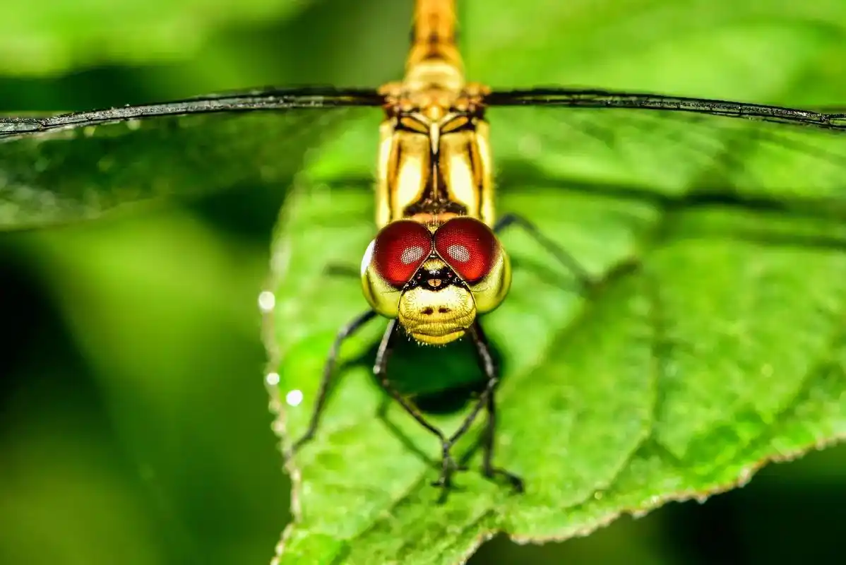 欣谏视界历年摄影作品分享微距薄翅蜻蜓大家最熟悉的蜻蜓